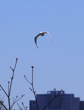 コサギ 鴻沼排水路 2020年4月14日(火)