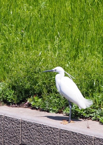 Little Egret 鴻沼排水路 Tue, 4/14/2020