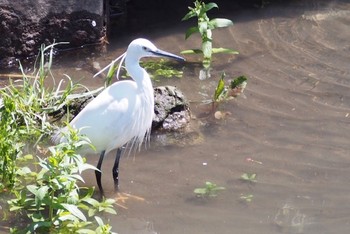 Little Egret 鴻沼排水路 Tue, 4/14/2020