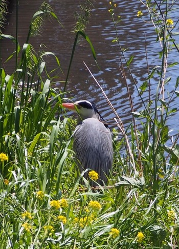 Grey Heron 鴻沼排水路 Tue, 4/14/2020