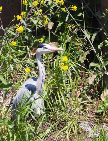 Grey Heron 鴻沼排水路 Tue, 4/14/2020