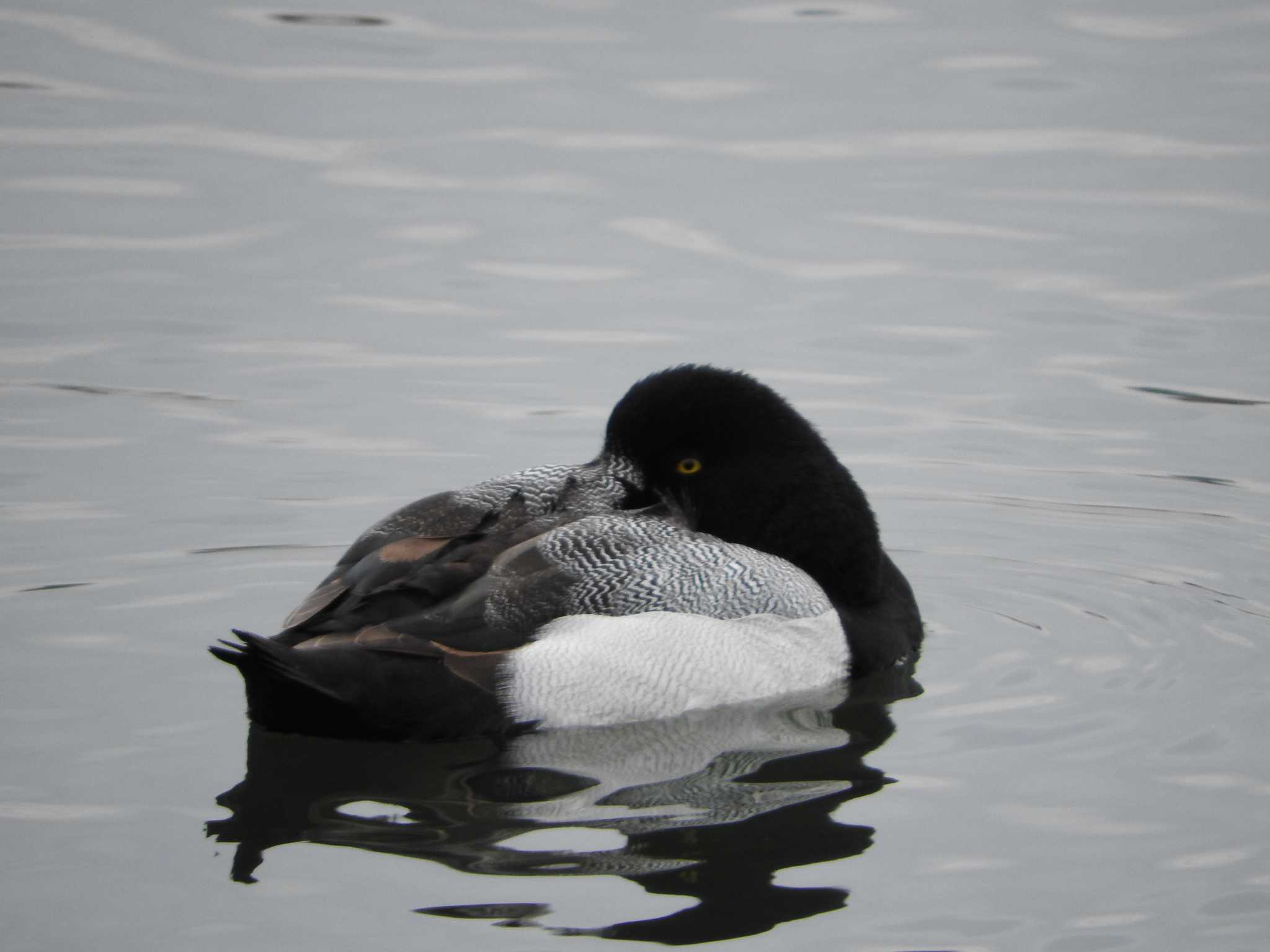 Photo of Greater Scaup at Yatsu-higata by horo-gold