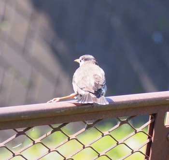 White-cheeked Starling さいたま市の畑 Tue, 4/14/2020