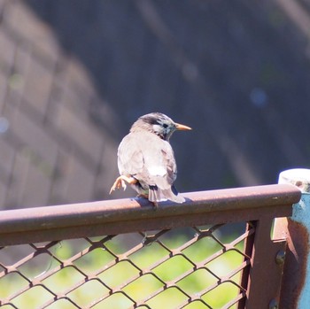 White-cheeked Starling さいたま市の畑 Tue, 4/14/2020