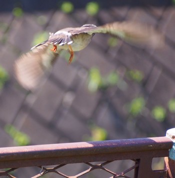 White-cheeked Starling さいたま市の畑 Tue, 4/14/2020