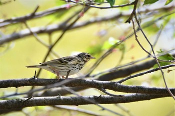Olive-backed Pipit 足利市 Tue, 4/14/2020