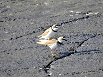 2020年4月14日(火) 大沼親水公園の野鳥観察記録