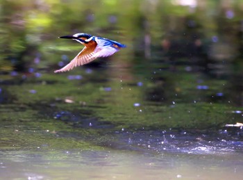 Common Kingfisher 愛知県 知多半島 Tue, 4/14/2020