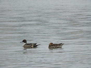 Mon, 3/28/2016 Birding report at Yatsu-higata