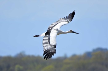 コウノトリ 渡良瀬遊水地 2020年4月14日(火)