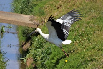 コウノトリ 渡良瀬遊水地 2020年4月14日(火)