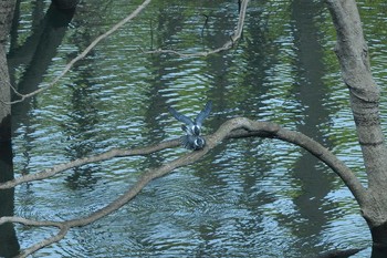 Crested Kingfisher Unknown Spots Fri, 5/17/2019