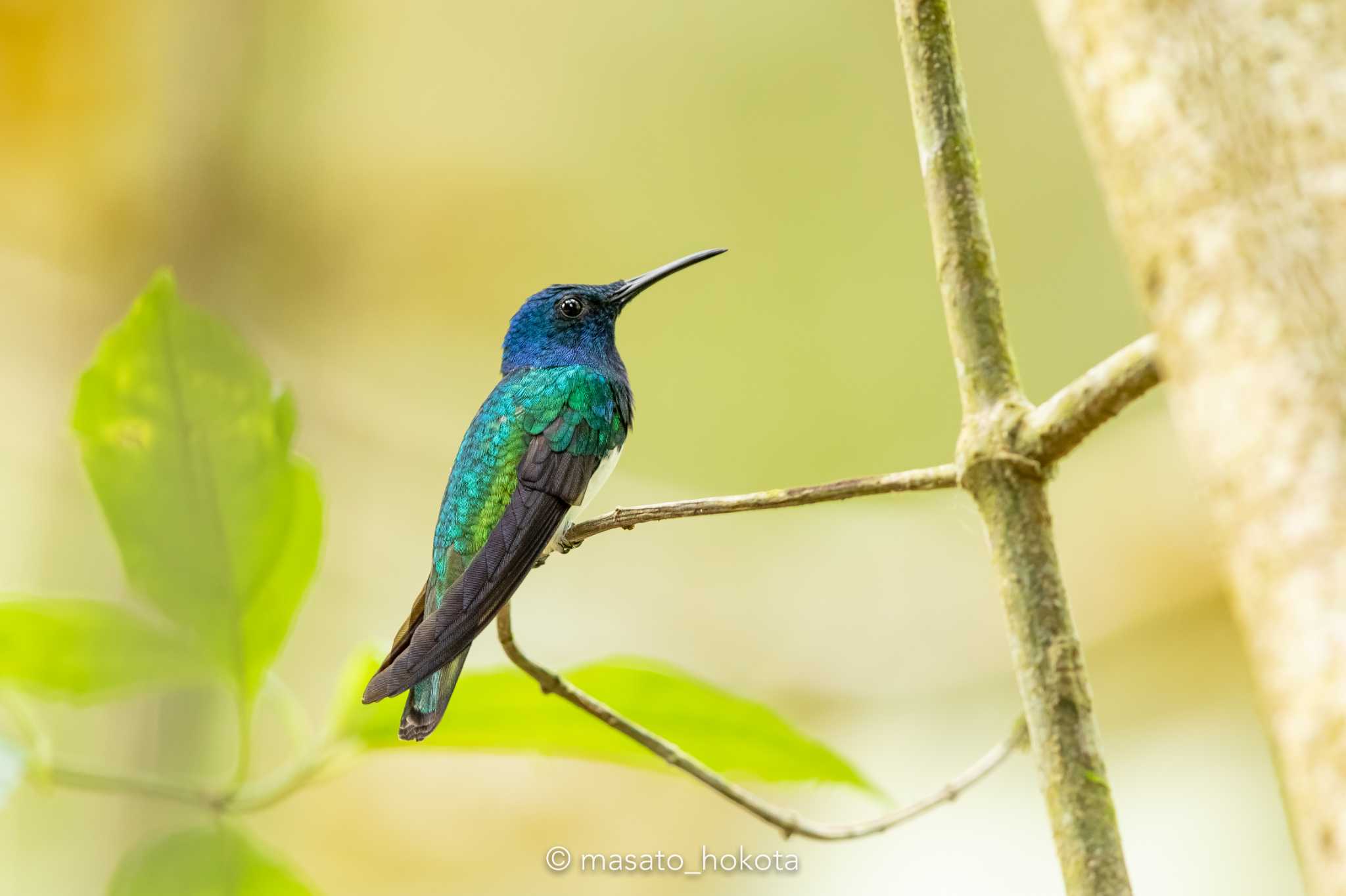 Photo of White-necked Jacobin at Panama Rainforest Discovery Center by Trio