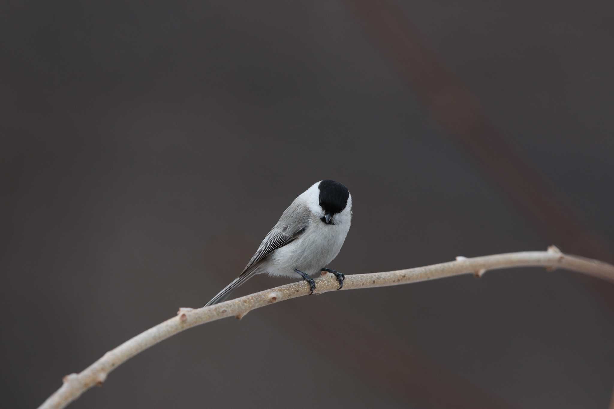 Photo of Marsh Tit at Maruyama Park by Trio