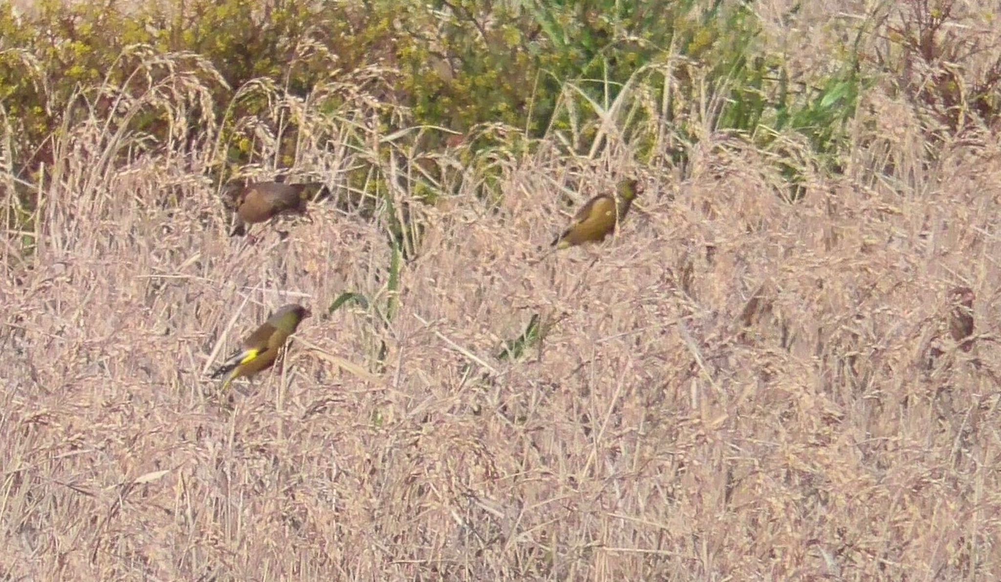 Grey-capped Greenfinch