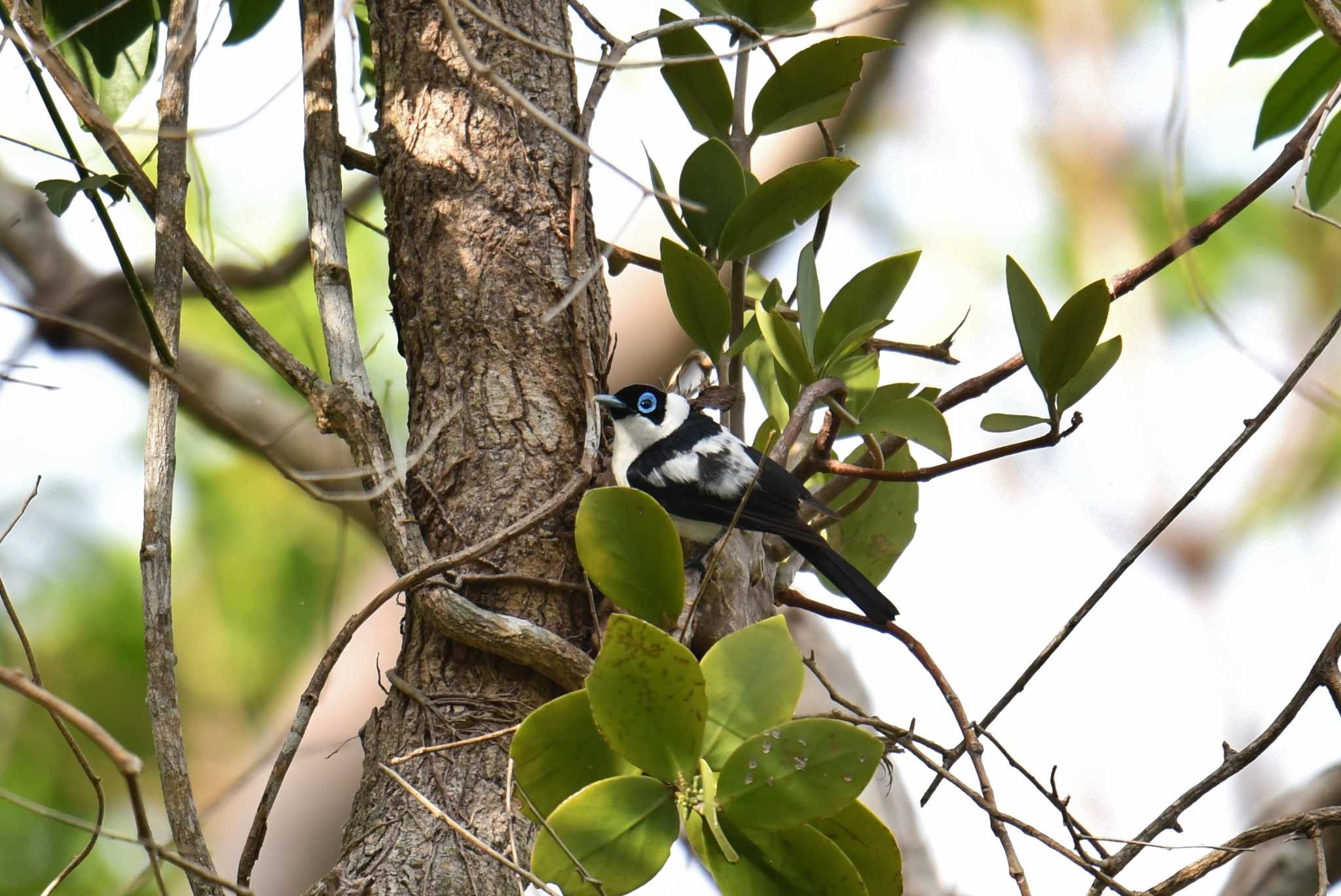 Frill-necked Monarch