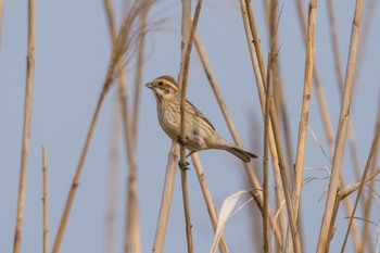 Common Reed Bunting 黒浜沼 Wed, 3/30/2016