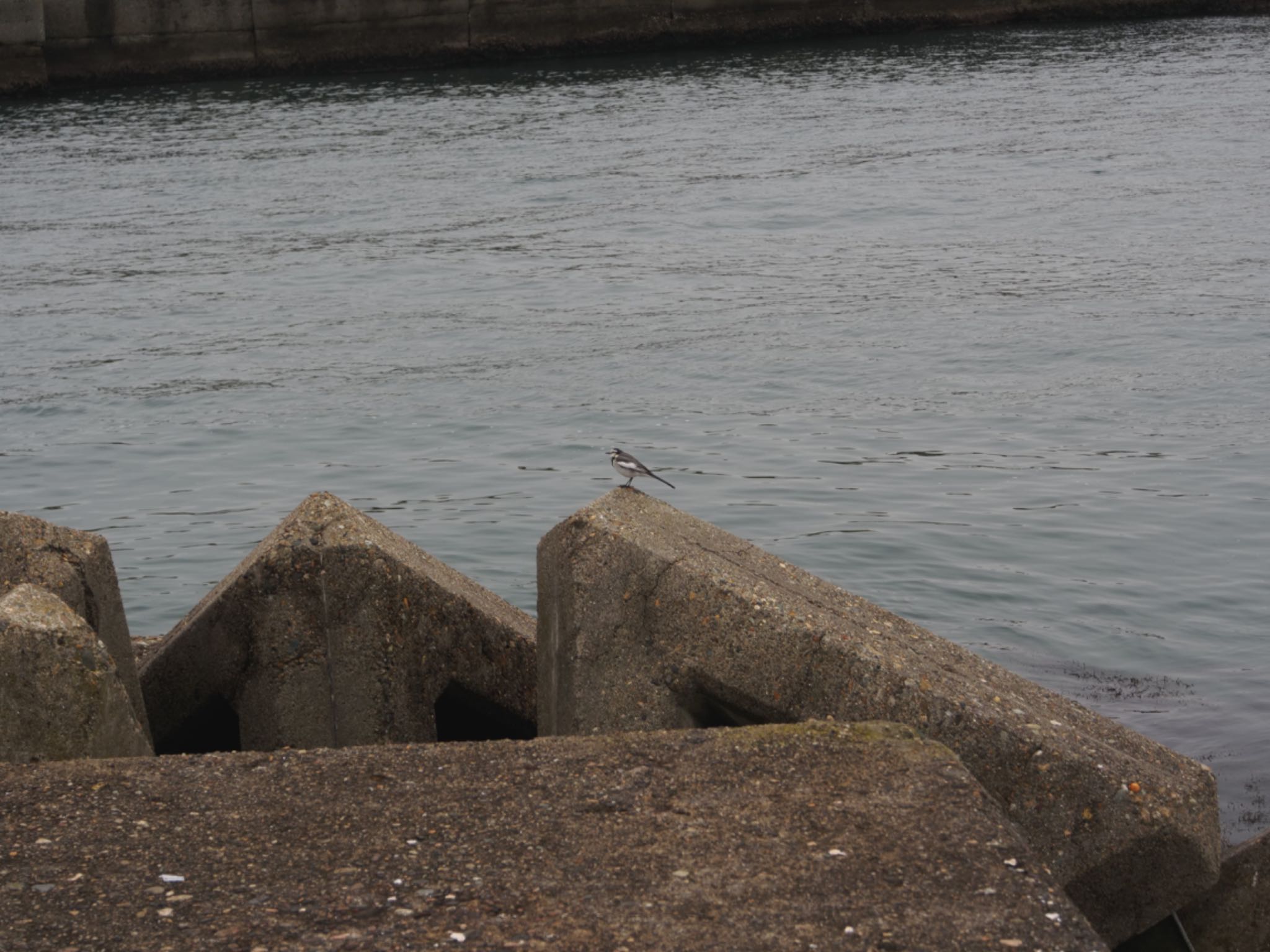 Photo of White Wagtail at 　七ヶ浜 by モズもず