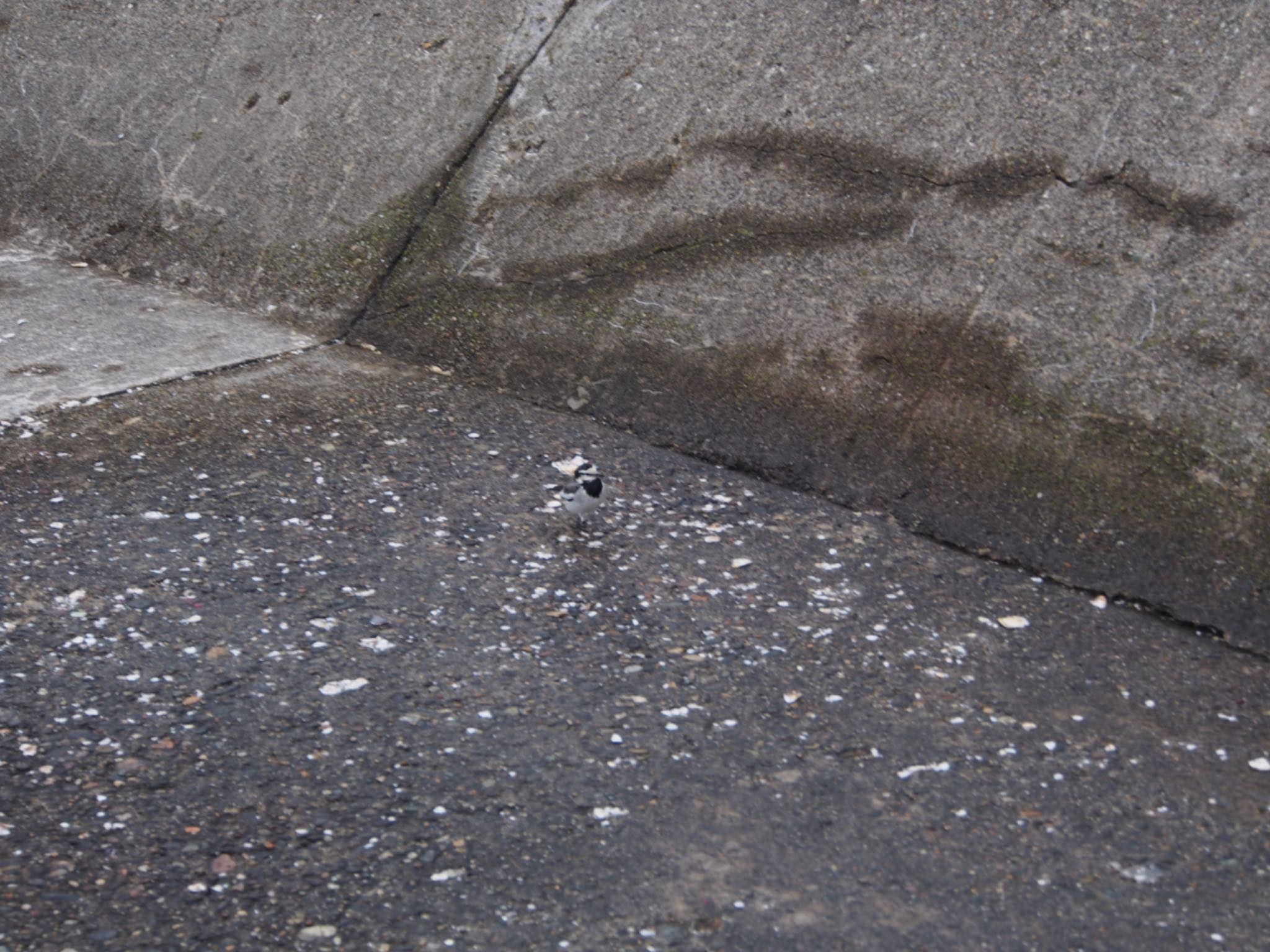 Photo of White Wagtail at 七ヶ浜 by モズもず