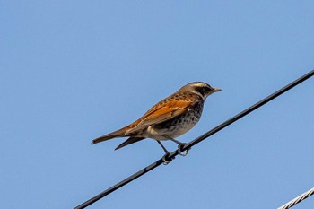 Dusky Thrush 京都市西京区 Sun, 4/5/2020