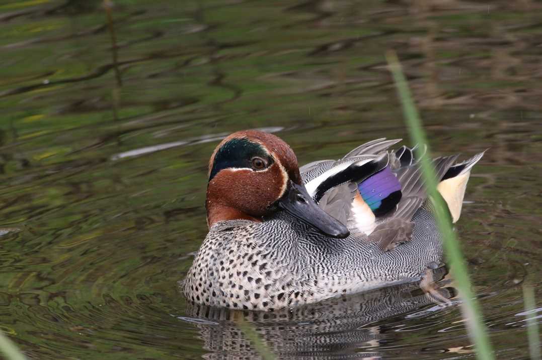 Photo of Eurasian Teal at Nogawa by モカ