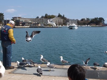 ウミネコ 宮城県・松島市 2016年3月27日(日)