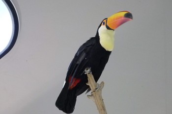 Toco Toucan