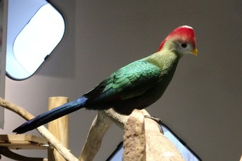 Red-crested Turaco