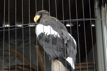 オオワシ 八木山動物園 2017年10月8日(日)