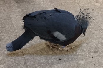 Victoria Crowned Pigeon