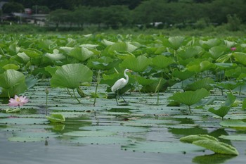 シラサギ 伊豆沼 2017年8月6日(日)