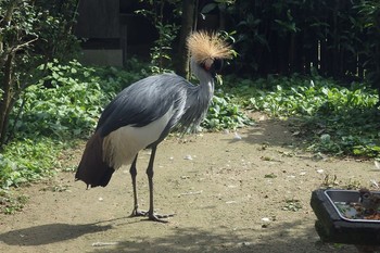 ホオジロカンムリヅル 八木山動物園 2017年10月8日(日)