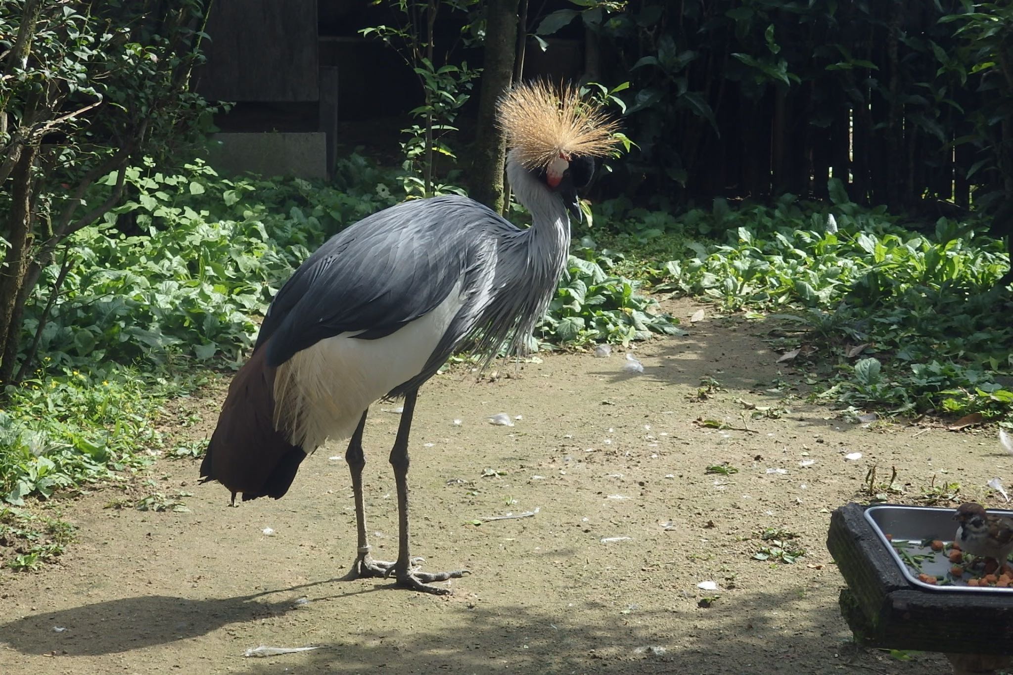 八木山動物園 ホオジロカンムリヅルの写真 by モズもず