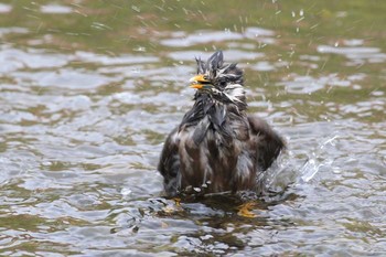 ムクドリ 野川 2016年3月30日(水)