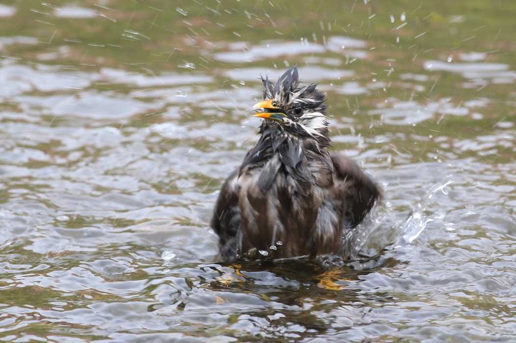 Photo of White-cheeked Starling at Nogawa by モカ