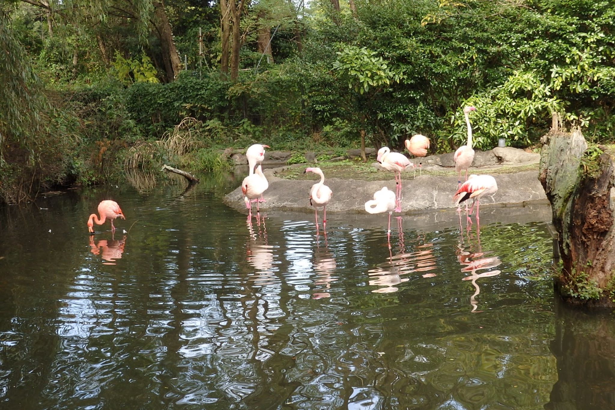 Photo of Greater Flamingo at 八木山動物園 by モズもず