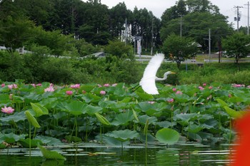 シラサギ 伊豆沼 2017年8月6日(日)