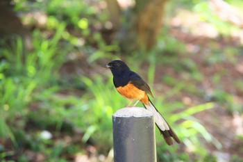 アカハラシキチョウ ホノルル 2018年6月24日(日)