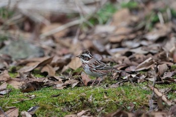 2016年3月27日(日) 奥多摩湖の野鳥観察記録