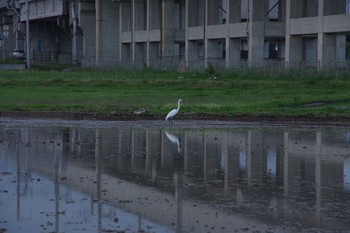 シラサギ 岩手県・北上市 2018年5月5日(土)