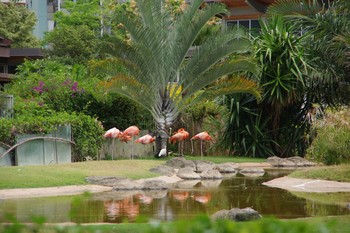 ベニイロフラミンゴ ホノルル動物園 2018年6月24日(日)