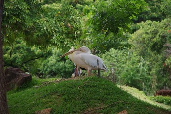 Great White Pelican ホノルル Sun, 6/24/2018