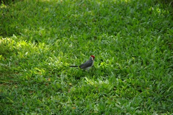 Red-capped Cardinal