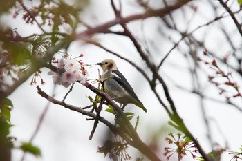 Chestnut-cheeked Starling 相模川　座架依橋付近 Tue, 4/14/2015