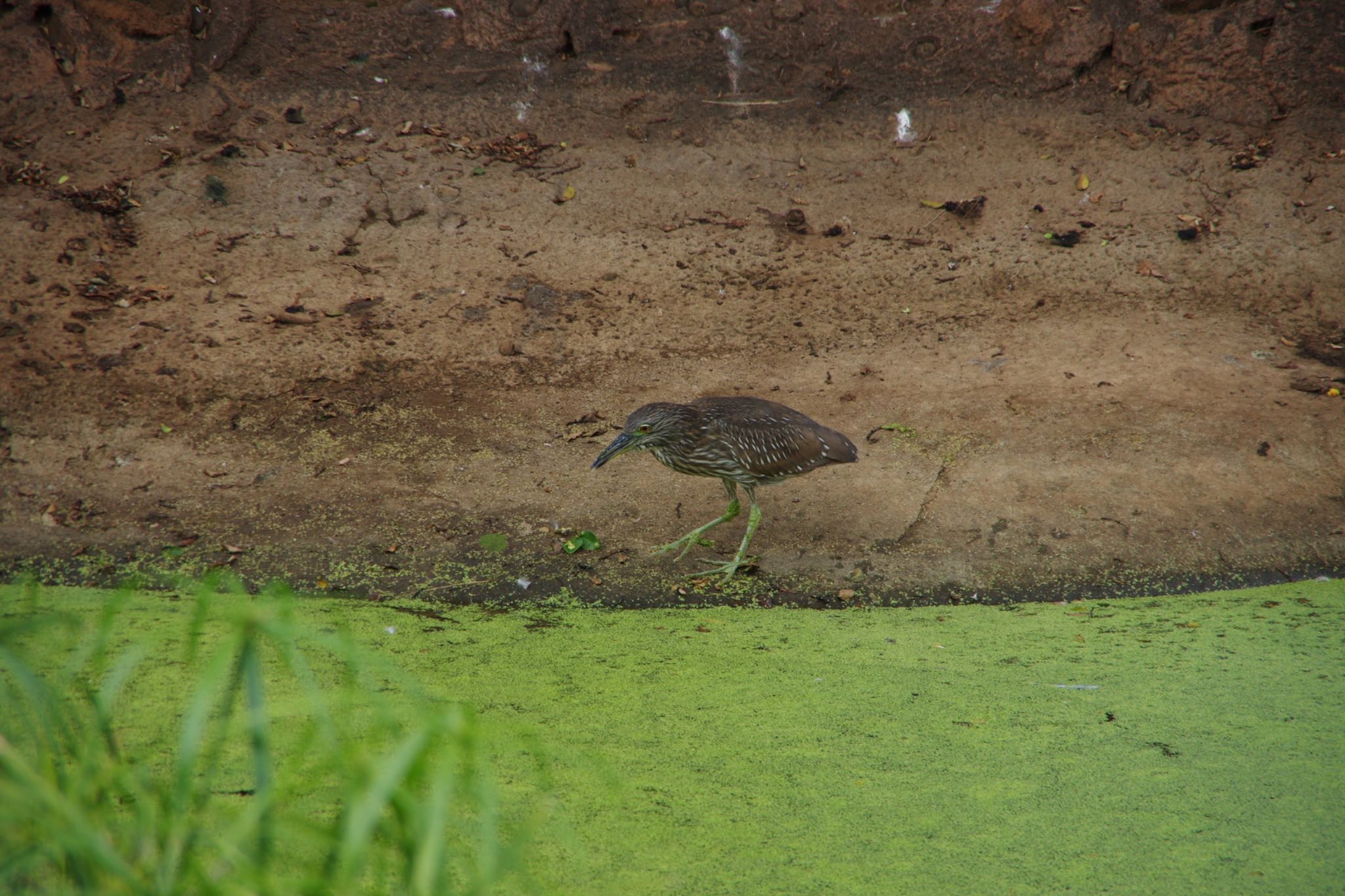 Photo of Nankeen Night Heron at ホノルル by モズもず