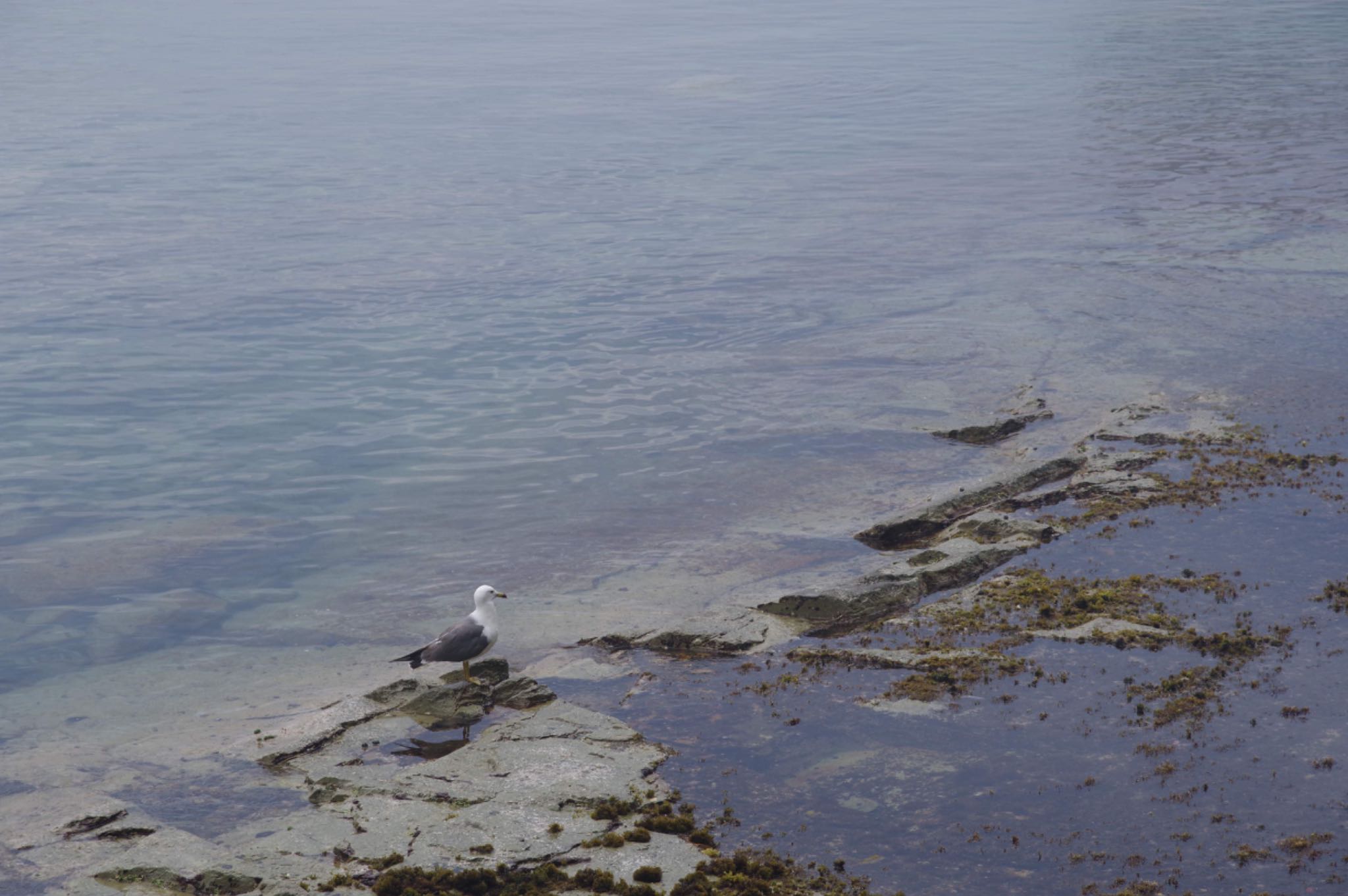 浄土ヶ浜 ウミネコの写真 by モズもず