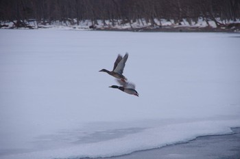 Mallard 屈斜路湖 Tue, 2/19/2019