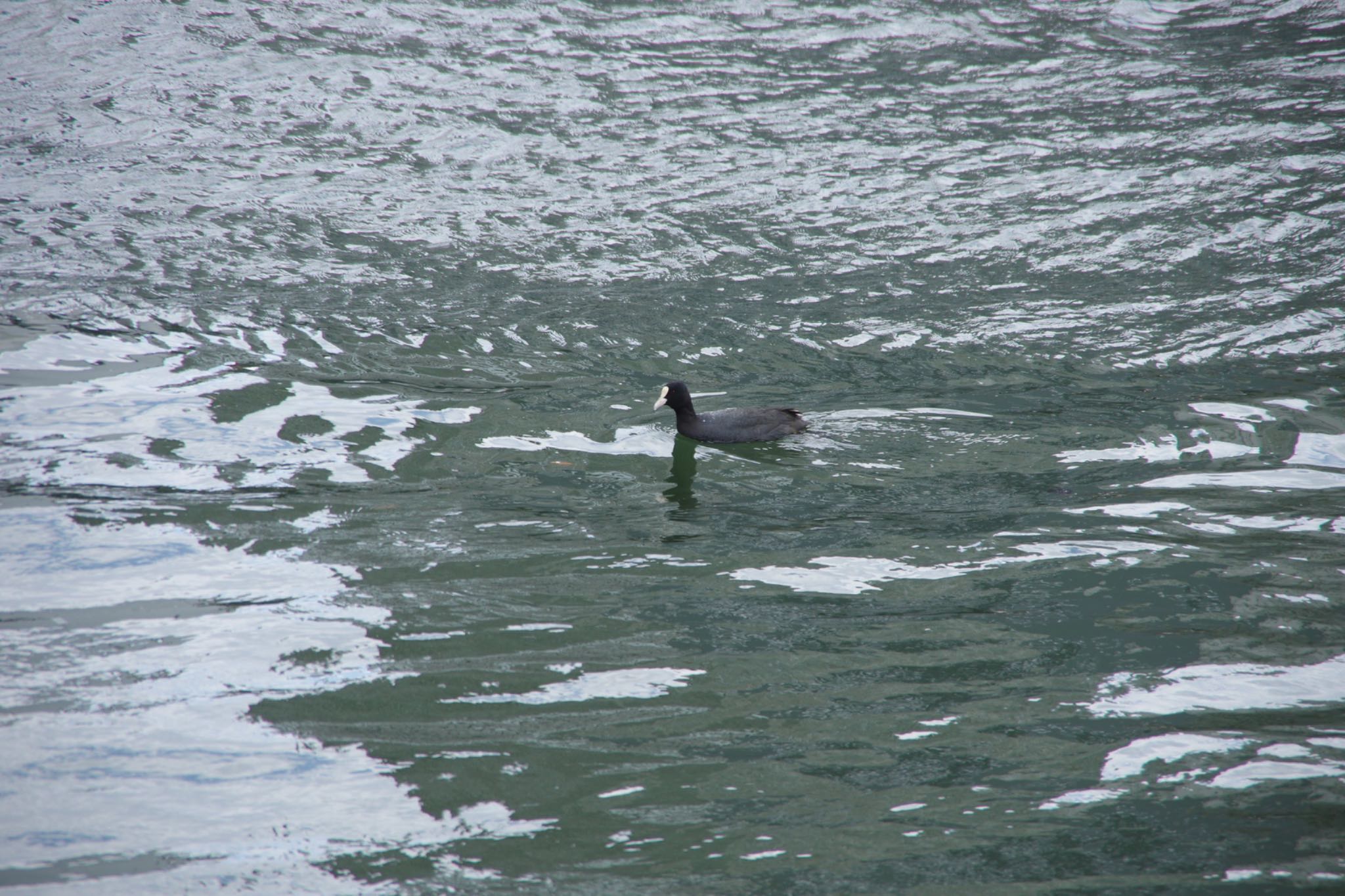 Photo of Eurasian Coot at 野田南緑道 by モズもず