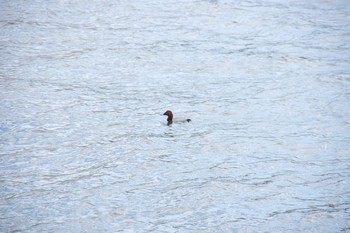 Canvasback 野田南緑道 Sun, 3/24/2019