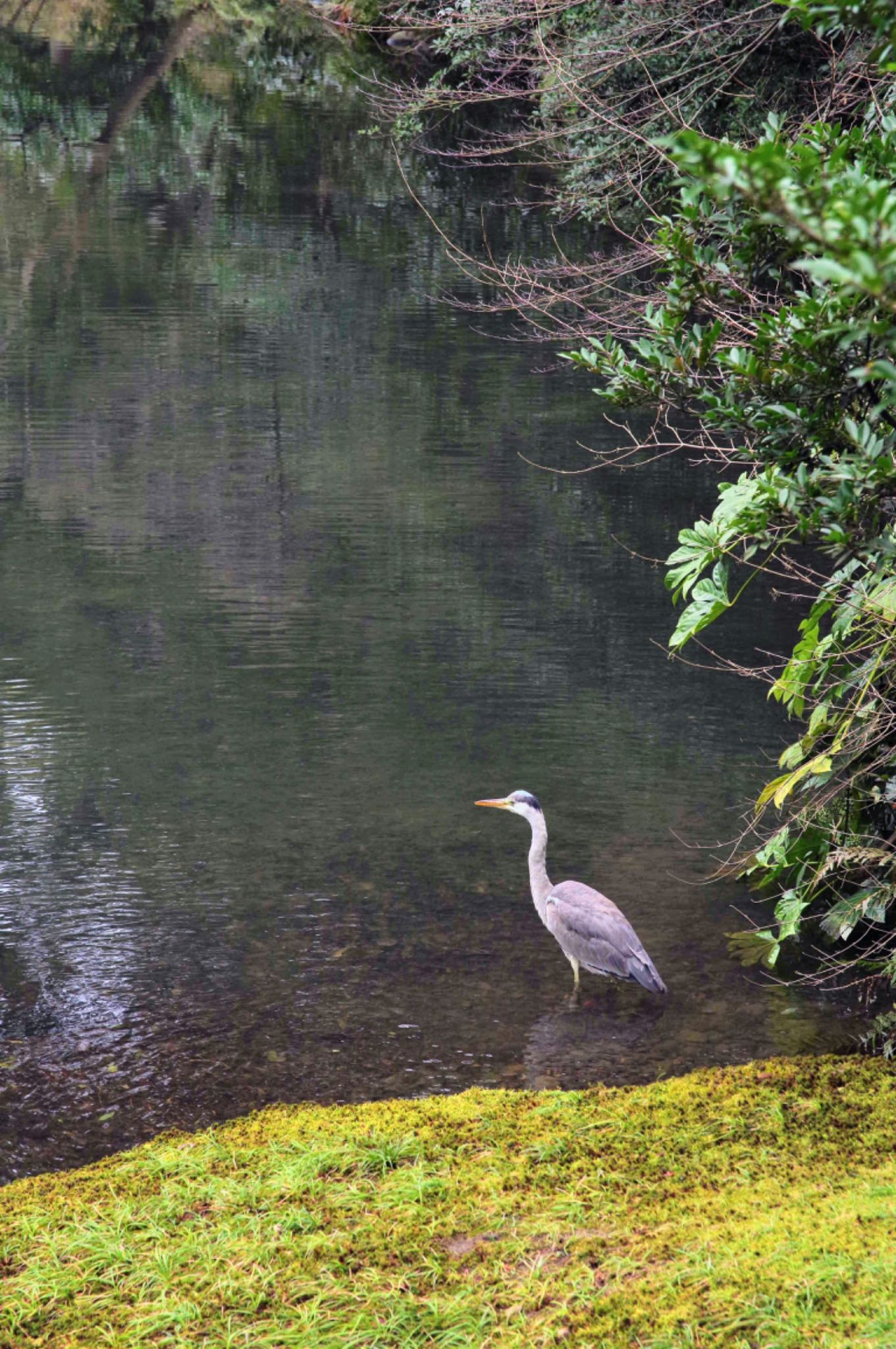 Photo of Grey Heron at Kenrokuen by モズもず